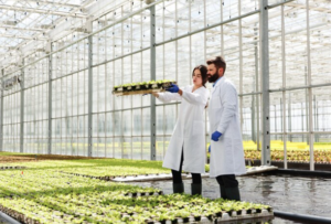 Business Advantages of Green AI