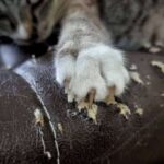 How to Prevent Cats from Scratching Leather Furniture