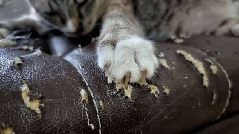 How to Prevent Cats from Scratching Leather Furniture