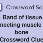 band of tissue connecting muscle and bone nyt crossword clue