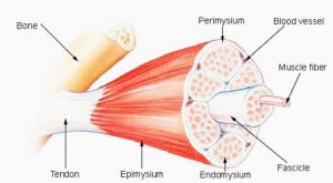 tendon